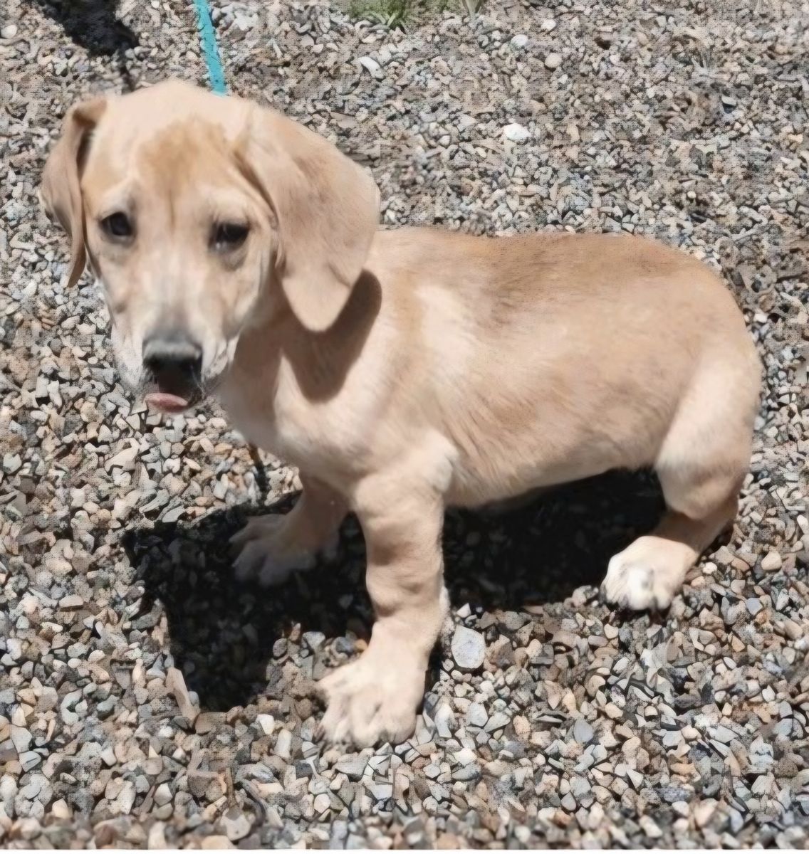 Spica, basset hound mix puppy looking for a home