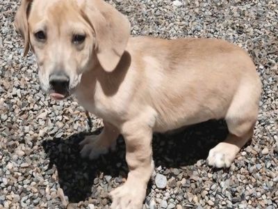 Spica, basset hound mix puppy looking for a home