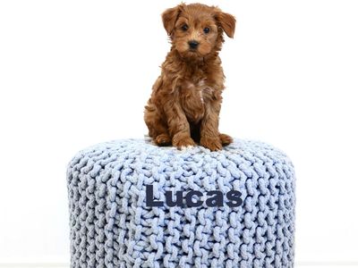 Obedience, Potty, Crate Trained Petite Goldendoodle 7-10lbs full grown