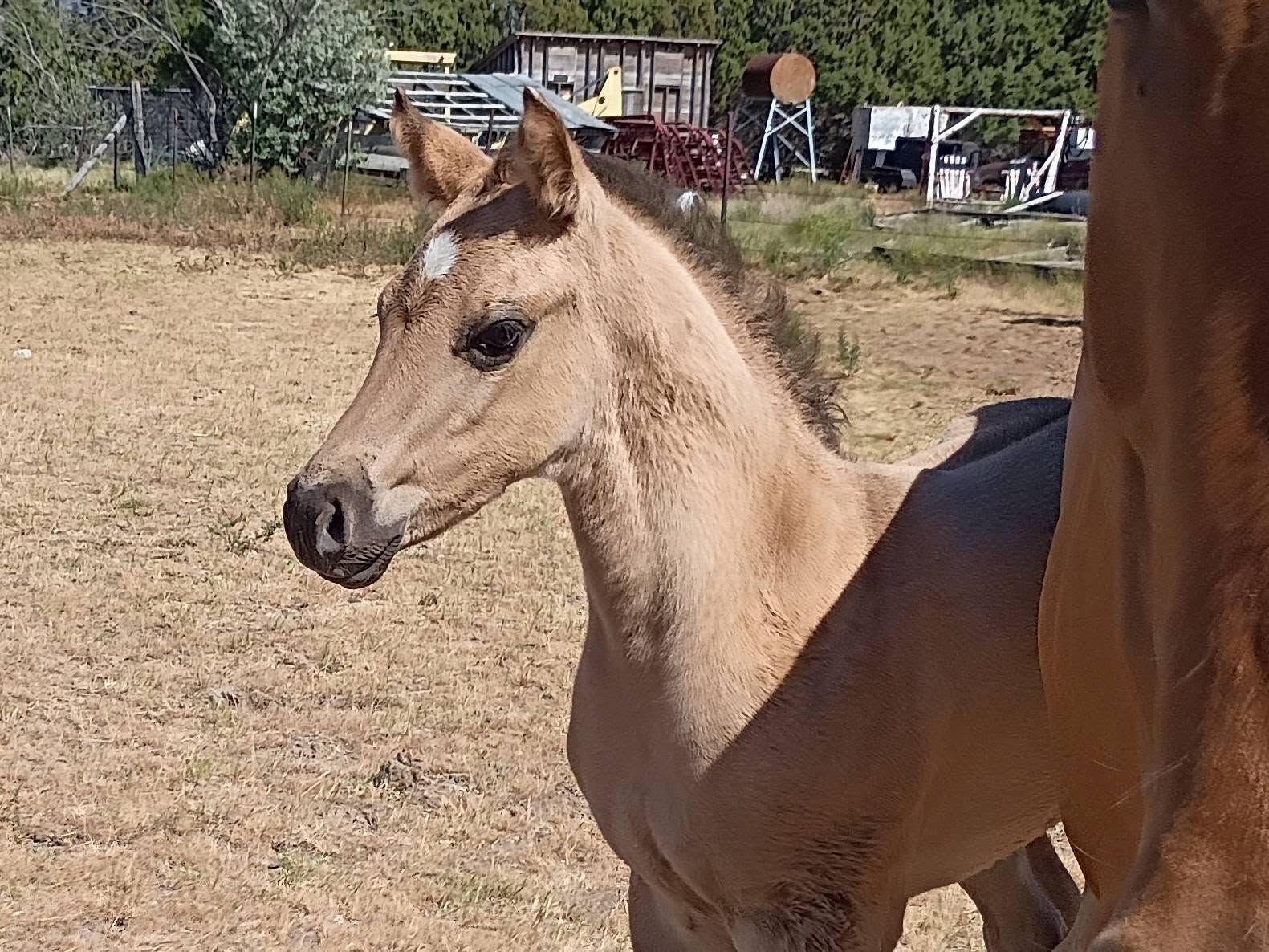 Homozygous Dun AQHA Grulla Colt