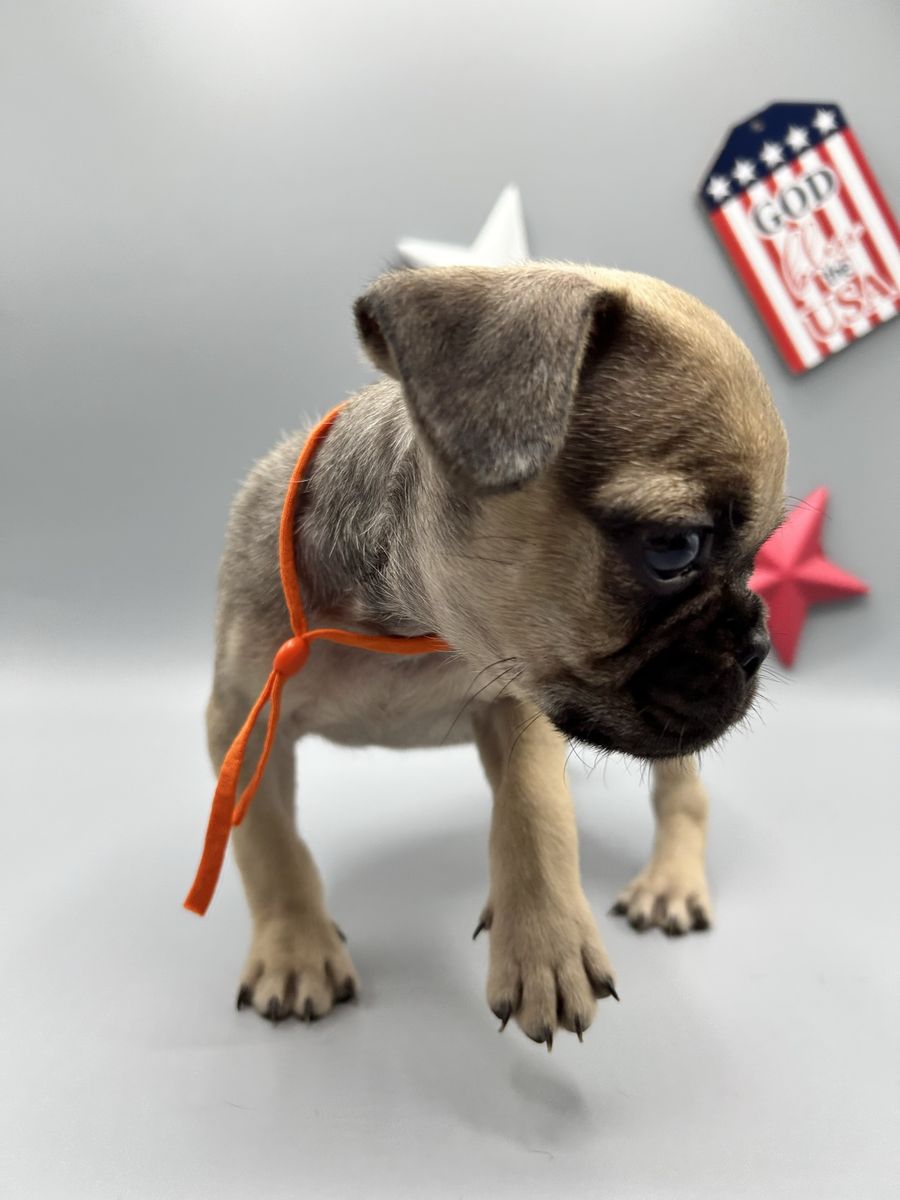 ️Utah Bound! Beautiful Pug's Arriving June 16th 1 Female remaining