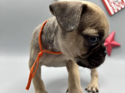 ️Utah Bound! Beautiful Pug's Arriving June 16th 1 Female remaining
