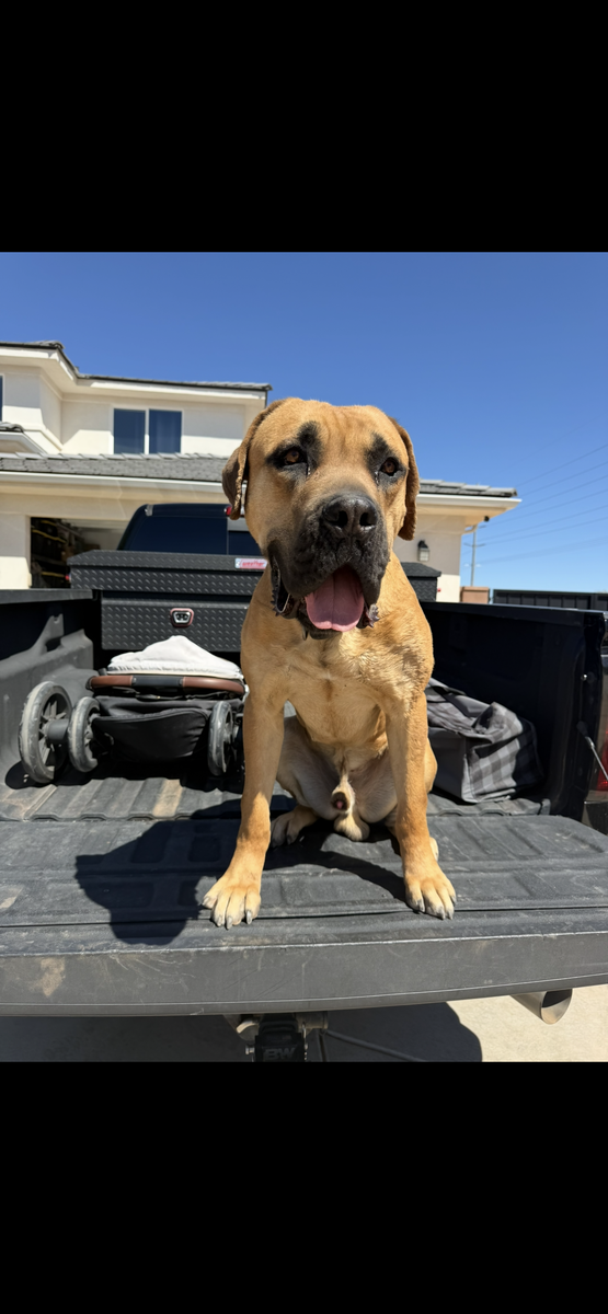 Cane Corso 2 YO Male for Adoption 