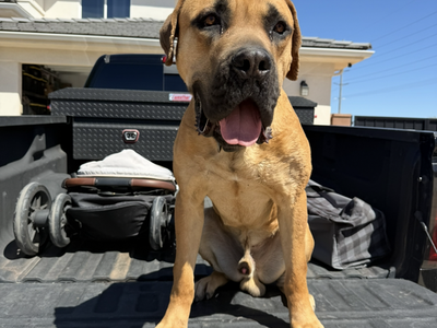 Cane Corso 2 YO Male for Adoption
