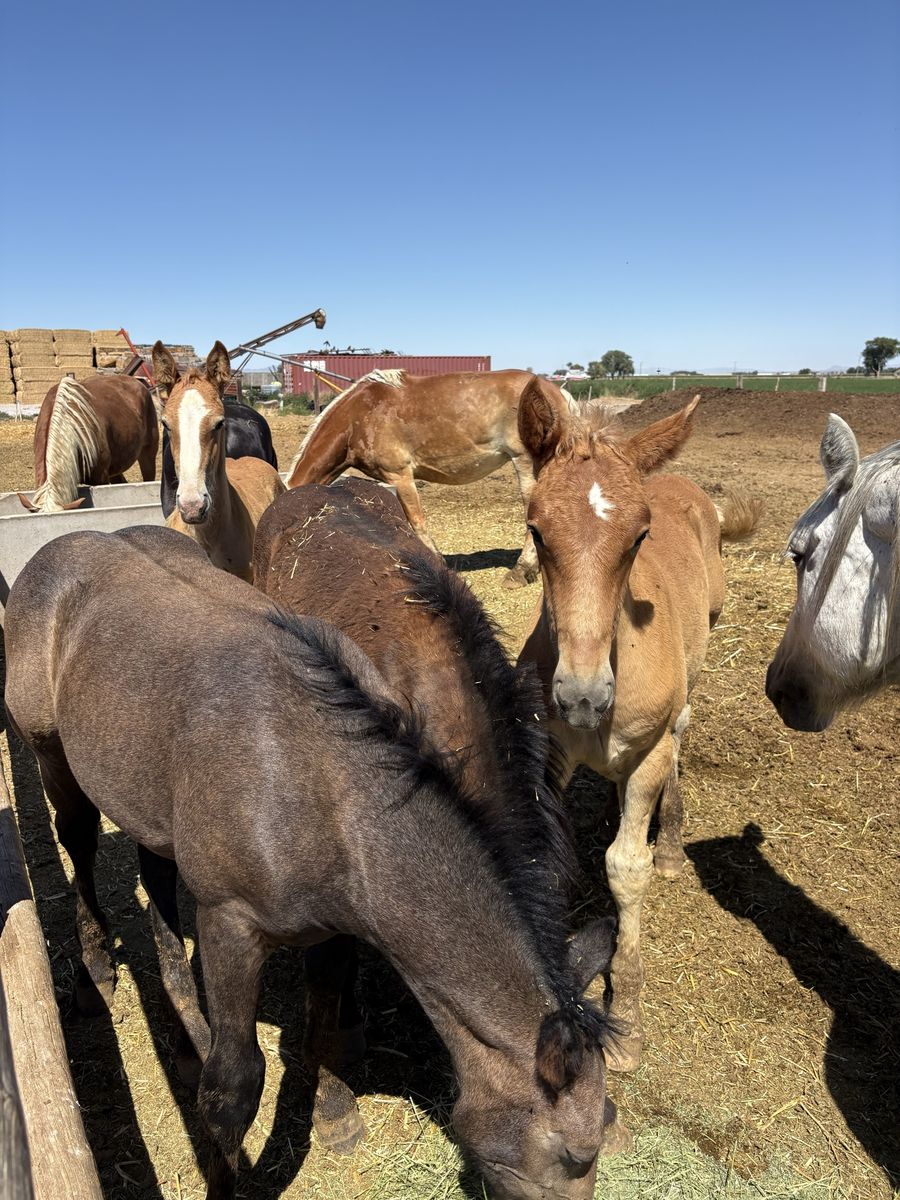 Belgian, Percheron weanlings colts