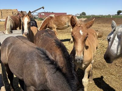 Belgian, Percheron weanlings colts
