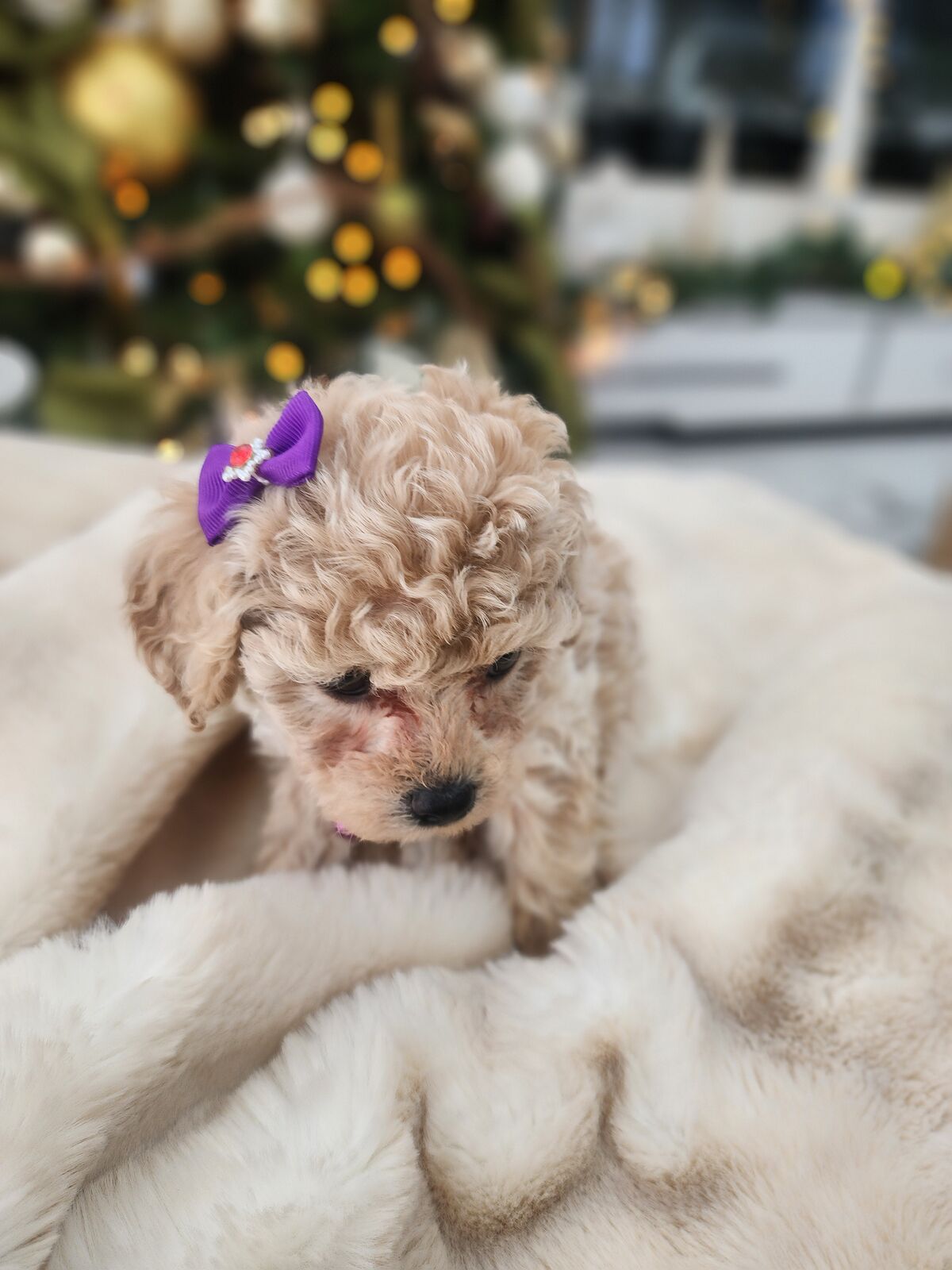 MINI CAVAPOO PUPPIES  READY JAN 10