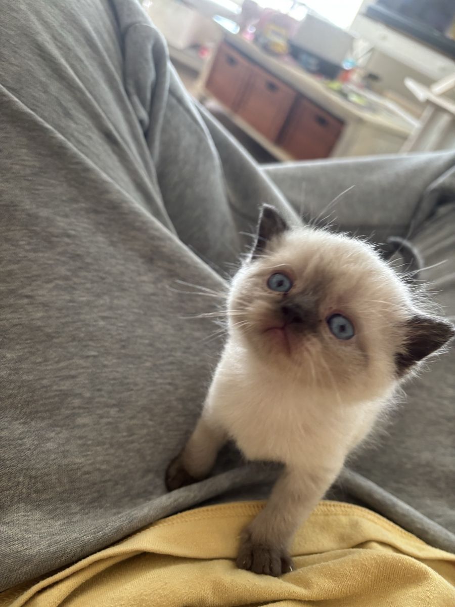 Affordable Purebred Persian Exotic Shorthair Kittens