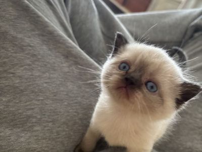 Affordable Purebred Persian Exotic Shorthair Kittens