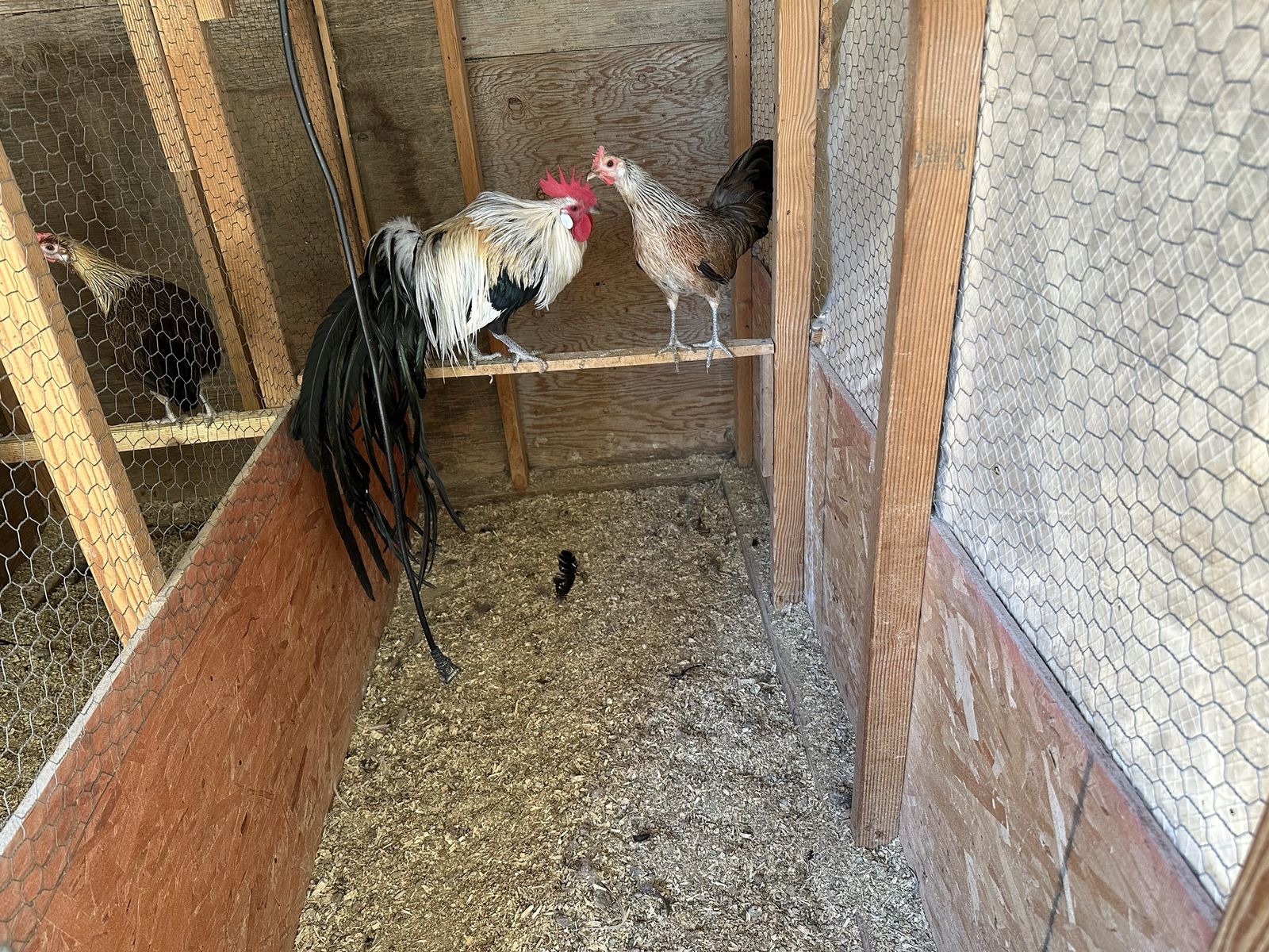 Onagadori Chickens