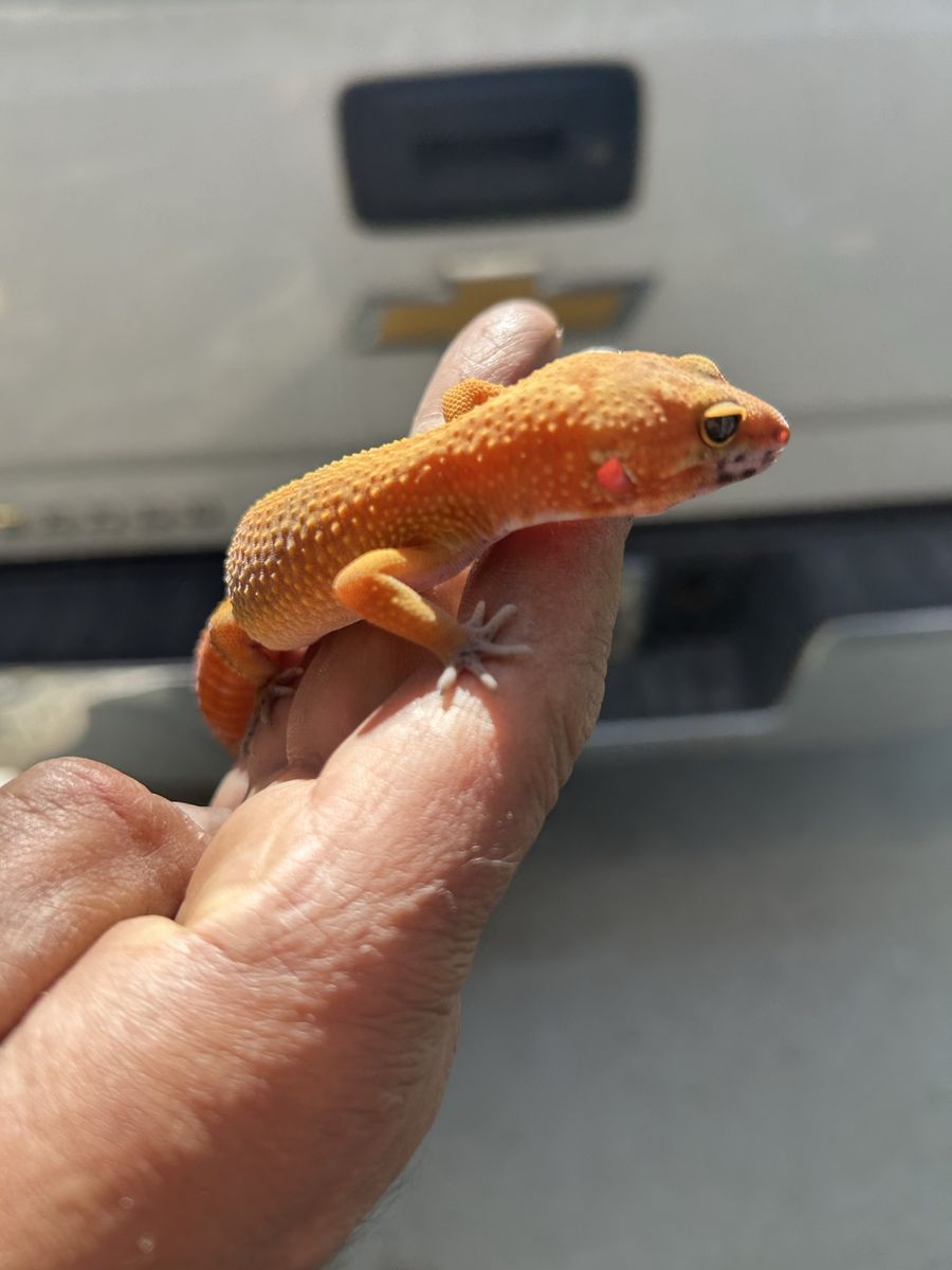 Leopard gecko