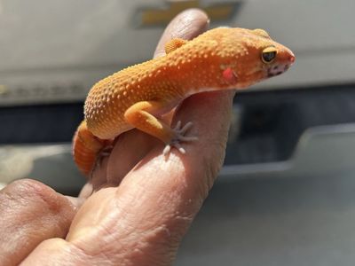 Leopard gecko