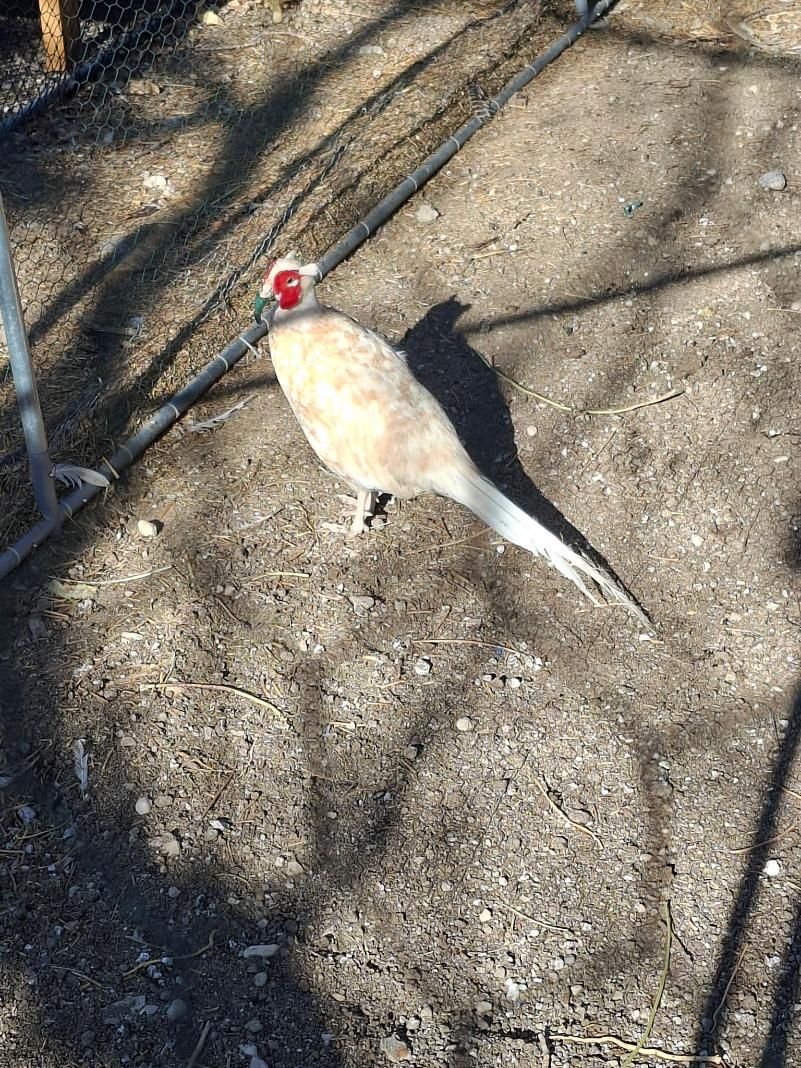 Ring neck Pheasants