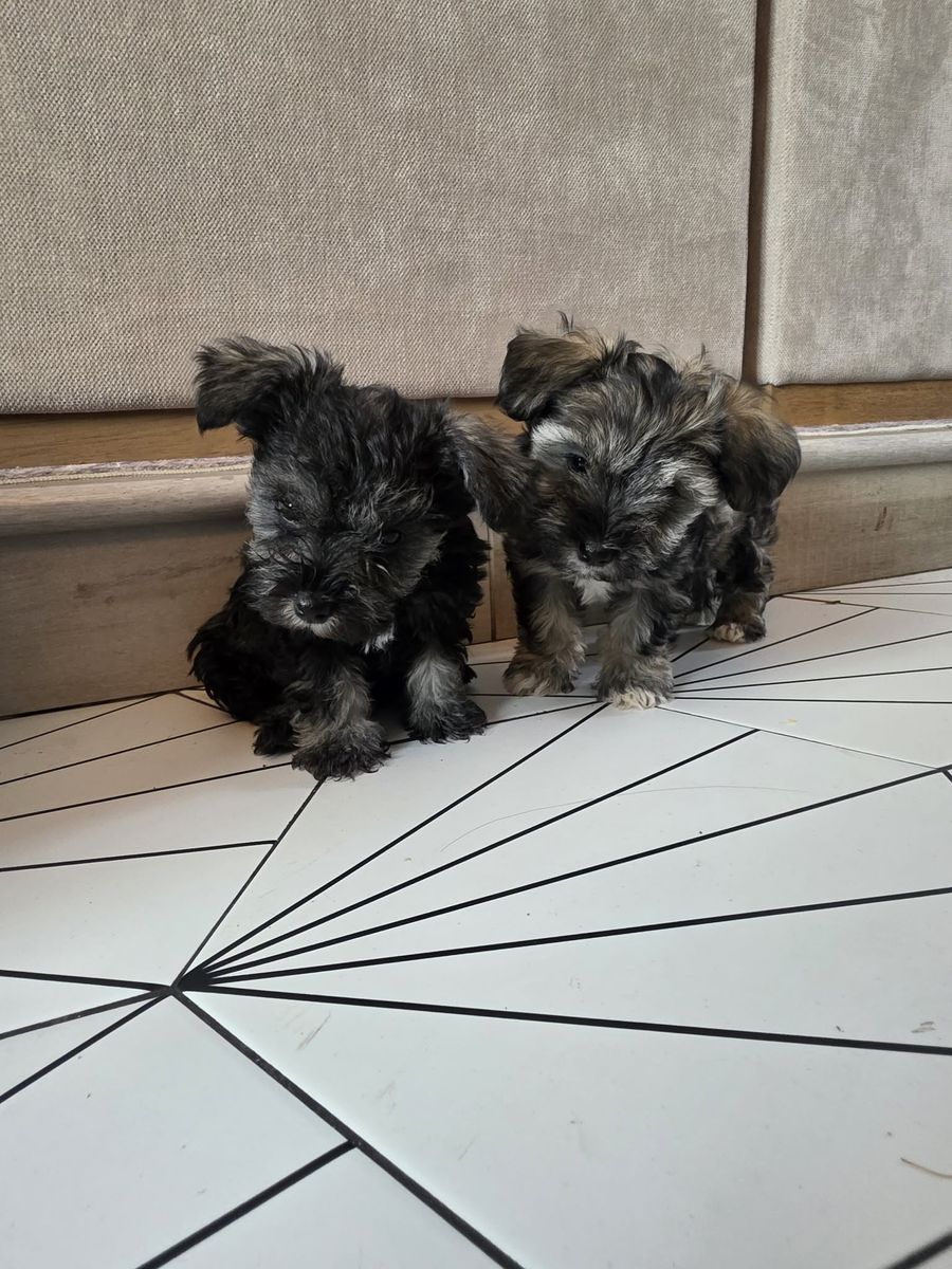 Toy Schnauzer Puppies - Black/Grey Boy & Brown/Black/Grey Girl