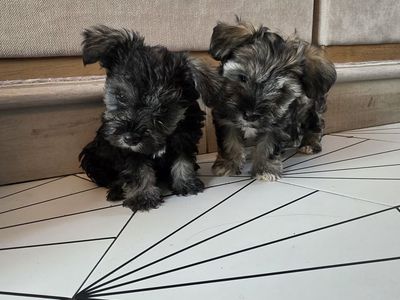 Toy Schnauzer Puppies - Black/Grey Boy & Brown/Black/Grey Girl