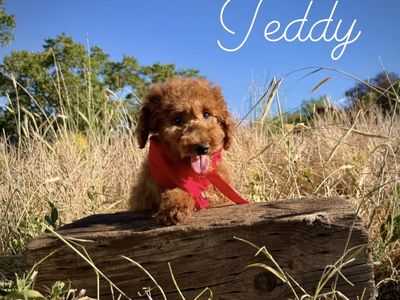 AKC red mini poodle puppies