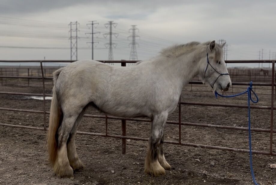 2023 Gypsy Vanner filly