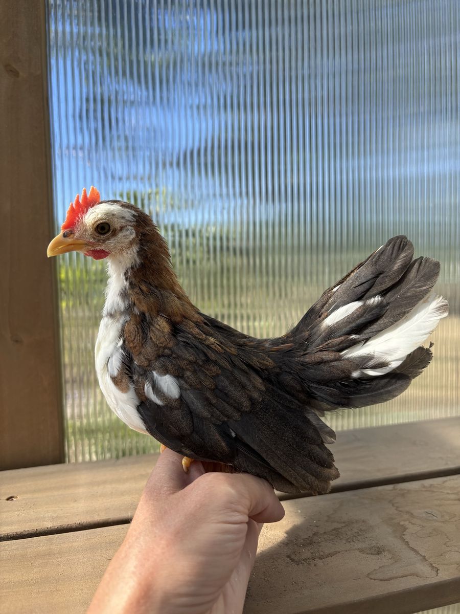 Serama rooster