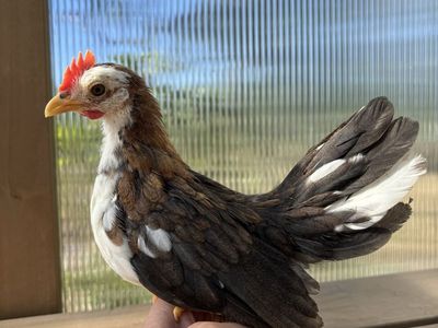 Serama rooster
