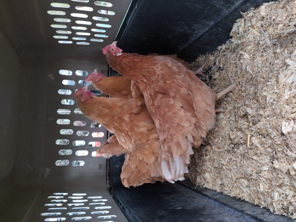 8 Six months old hens chickens