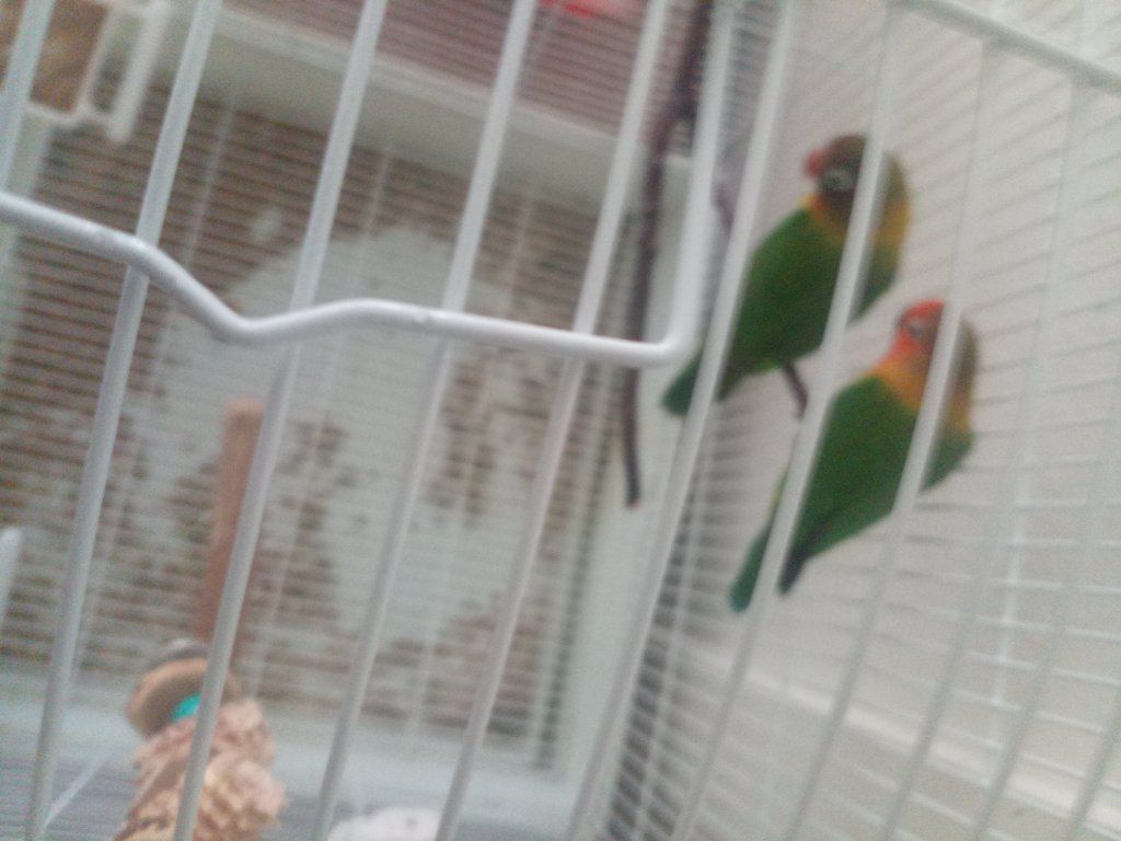 lovebirds