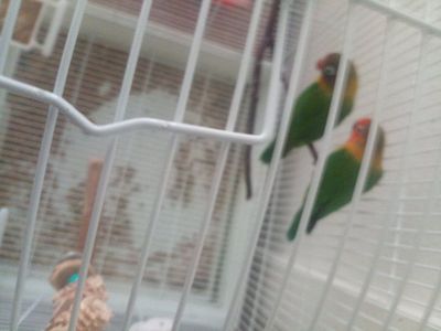 lovebirds