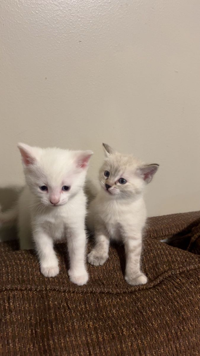 Kittens for sale