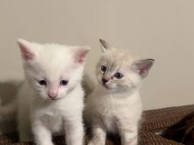 Kittens for sale