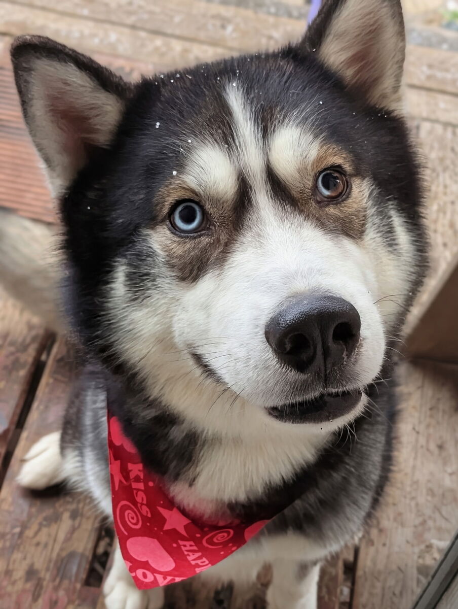 Professionally Trained Husky