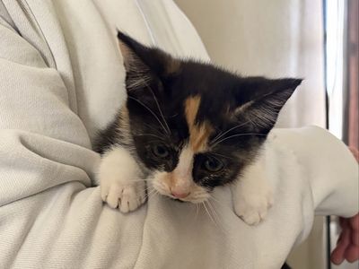 Calico Kittens