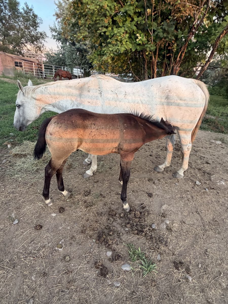 AQHA Stud Colt and Mare Pair