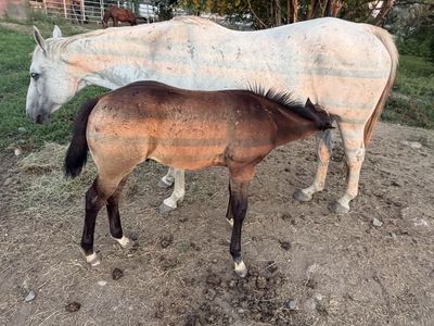 AQHA Stud Colt and Mare Pair