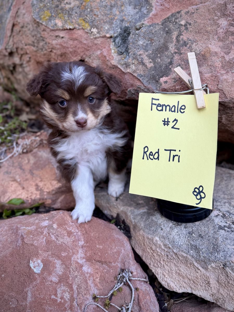 Purebred Mini Australian Shepherd-Mini Aussie Pups