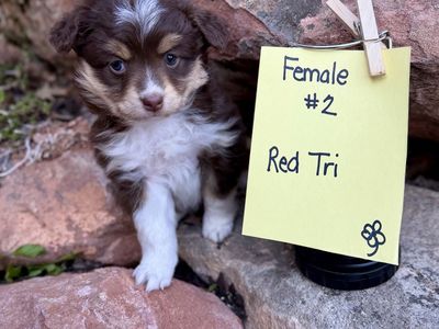 Purebred Mini Australian Shepherd-Mini Aussie Pups