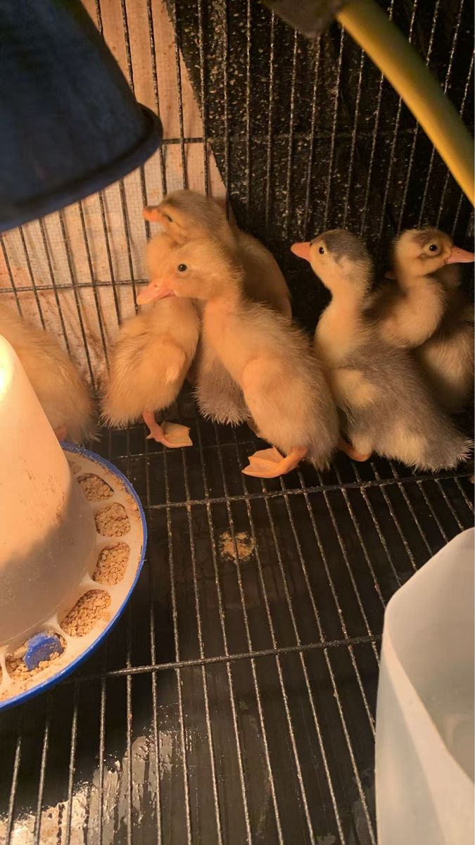 Fertile Duck Eggs for Hatching - Indian Runner