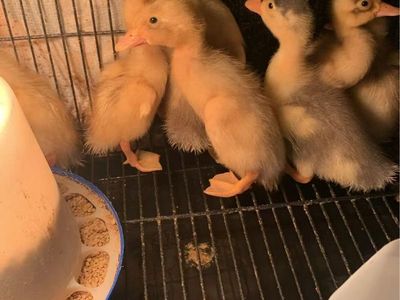 Fertile Duck Eggs for Hatching - Indian Runner