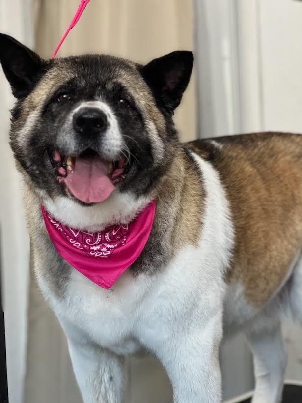 Akita up for adoption at Fullmer Menagerie Animal Rescue