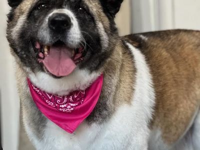 Akita up for adoption at Fullmer Menagerie Animal Rescue