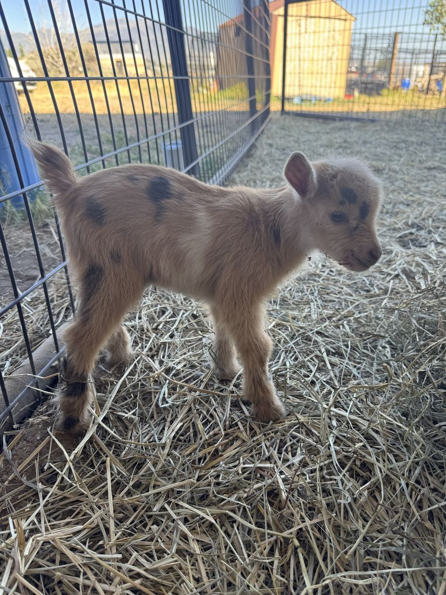 Beautiful and very sweet Nigerian Dwarf Moon spotted buck or weather