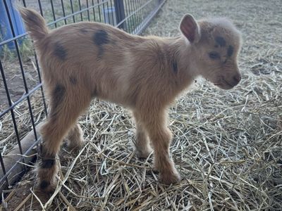 Beautiful and very sweet Nigerian Dwarf Moon spotted buck or weather