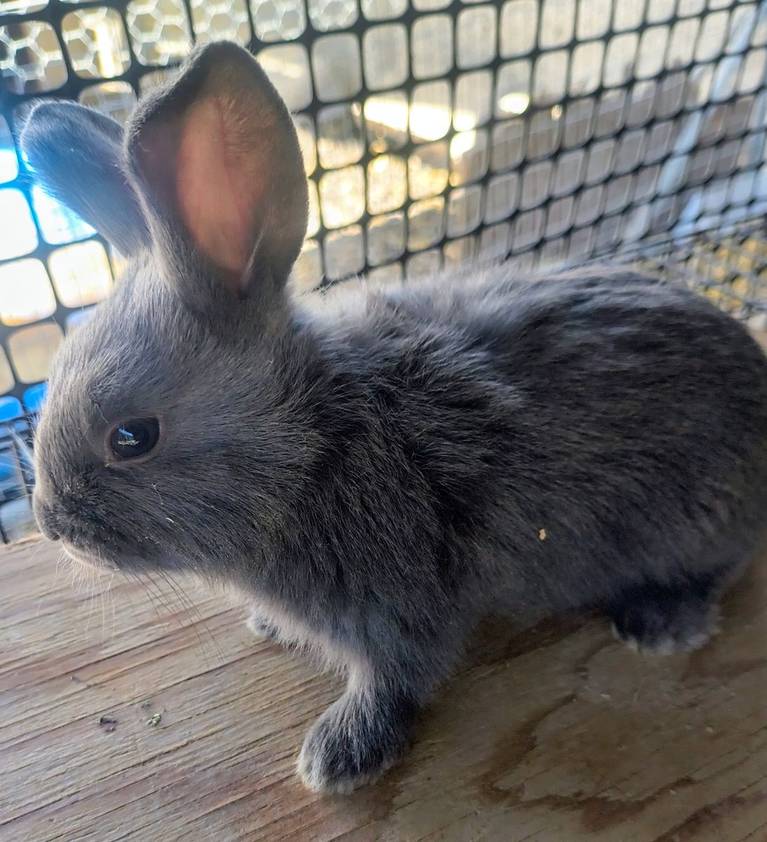 New Zealand bunnies