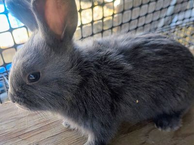 New Zealand bunnies