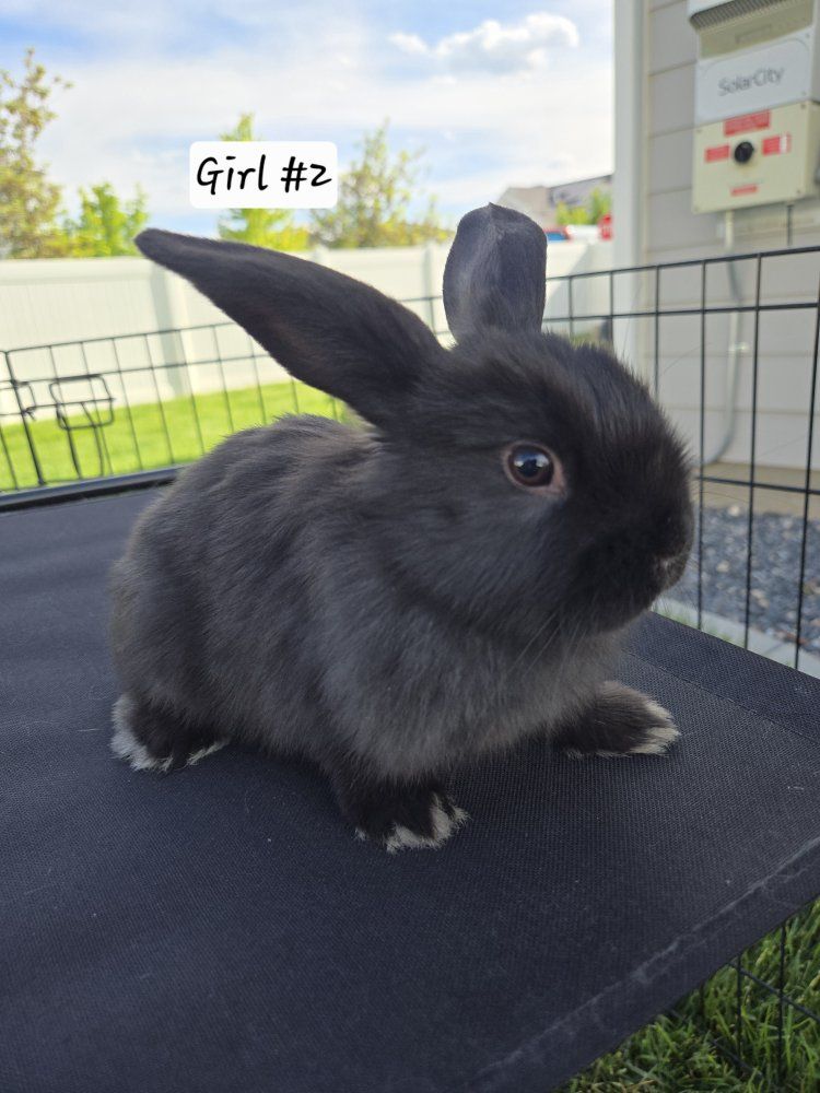 Mini Holland Lop Bunnies