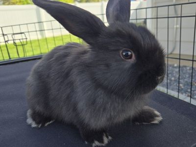 Mini Holland Lop Bunnies