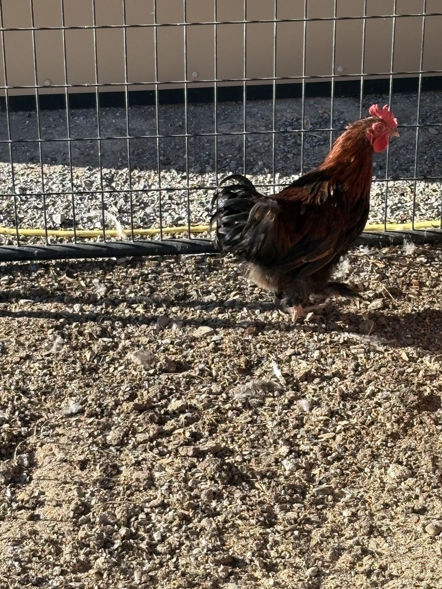 Young Rooster looking for his own flock