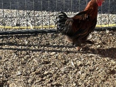 Young Rooster looking for his own flock