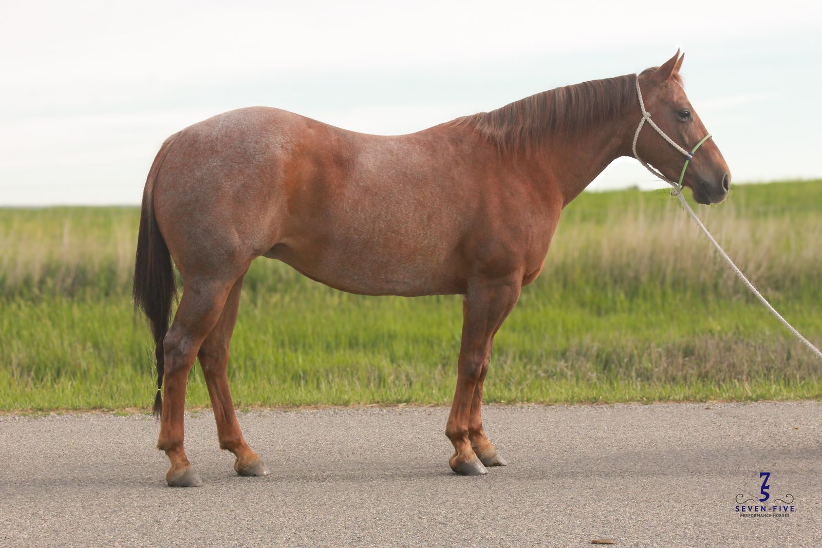 Little Maire Finished Heel Horse