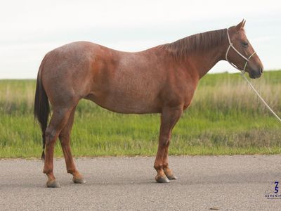 Little Maire Finished Heel Horse