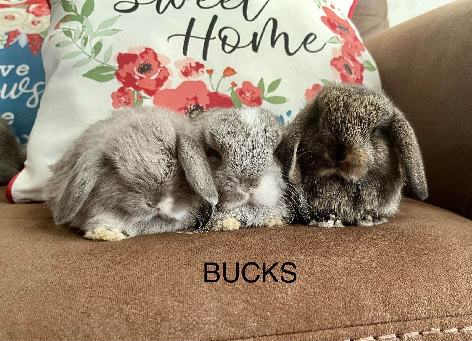Beautiful purebred Holland Lops