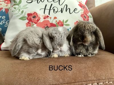 Beautiful purebred Holland Lops